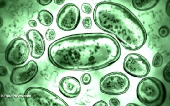 Bacteria-Germs-Cells